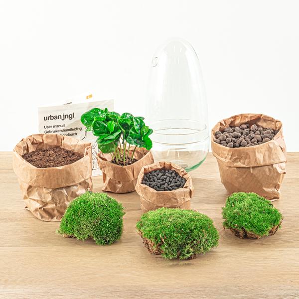 DIY terrarium - Egg Coffea Arabica - ↕ 25 cm