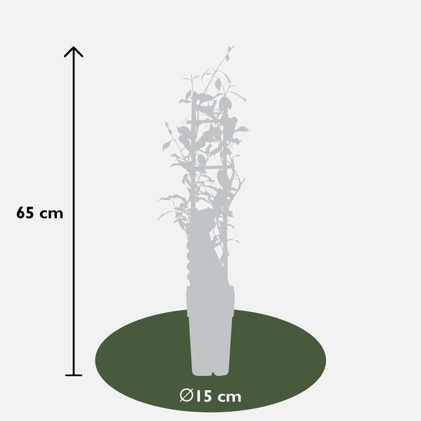 3x - Trachelospermum Mix - ↨65cm - Ø15