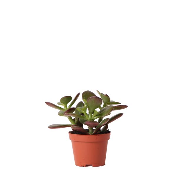 Kolibri Greens | Groene plant - Succulent Crassula Ovata -  groene kamerplant - vers van de kweker - Ø6cm