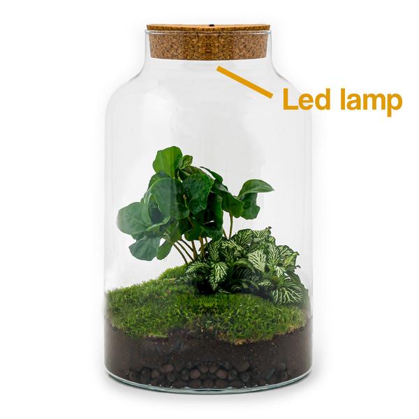 DIY terrarium - Milky Coffea met lamp - ↕ 31 cm - Rake + Shovel + Tweezer