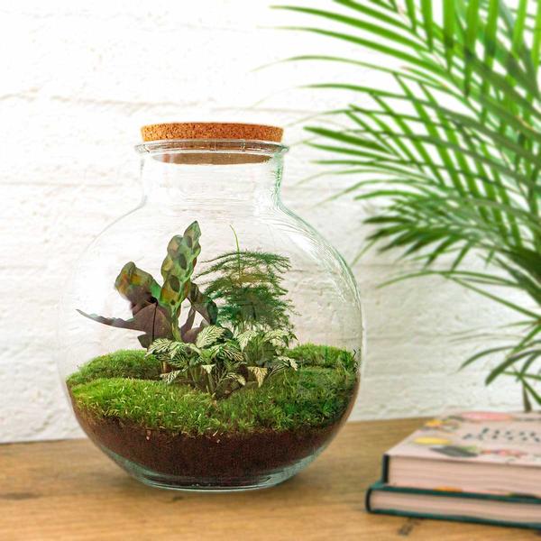 DIY terrarium - Bolder Bob - ↕ 30 cm - Rake + Shovel