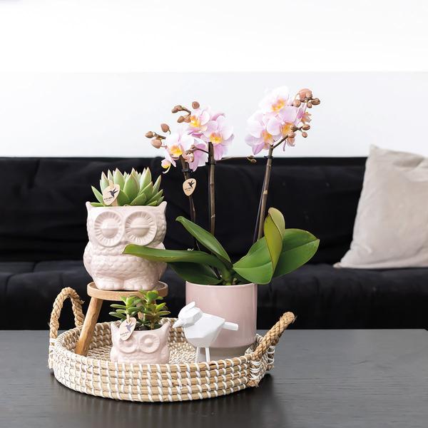 Kolibri Company | Gift set Romantic| Plantenset met roze Phalaenopsis Orchidee en Succulenten incl. keramieken sierpotten