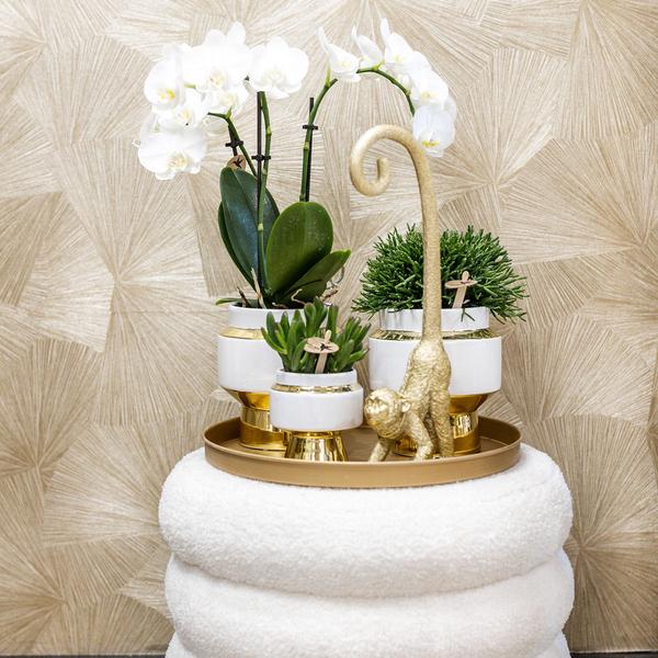 Kolibri Company | Gift set Luxury Living | Plantenset met witte Phalaenopsis Orchidee en Succulenten incl. keramieken sierpotten