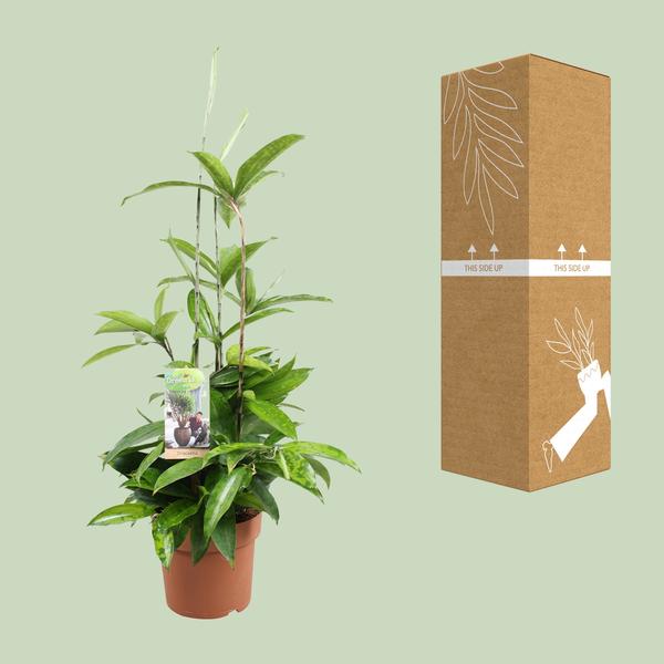 Dracaena Surculosa - Ø17cm - ↕55cm