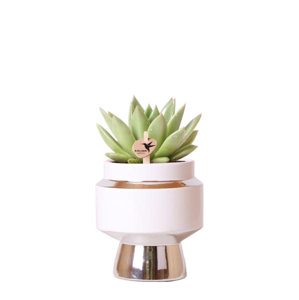 Kolibri Greens | Groene plant - Succulent Echeveria Miranda in Le Chic pot zilver - potmaat Ø9cm - groene kamerplant - vers van de kweker