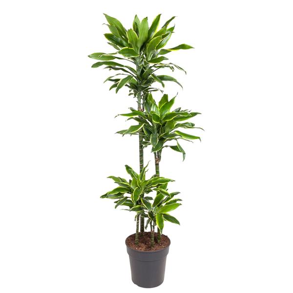 Dracaena Golden Coast - 140 cm - ø27