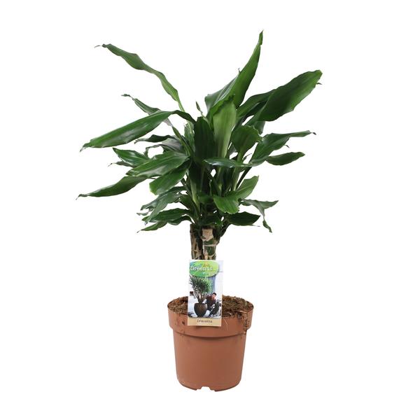 Dracaena Fagrans Steudneri Green - Ø17cm - ↕55cm