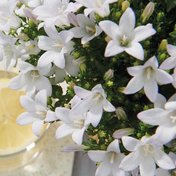 Campanula Addenda - Klokjesbloem wit potmaat 12cm - 2m2 bodembedekker - 12 stuks - Ambella white - tuinplanten - winterhard