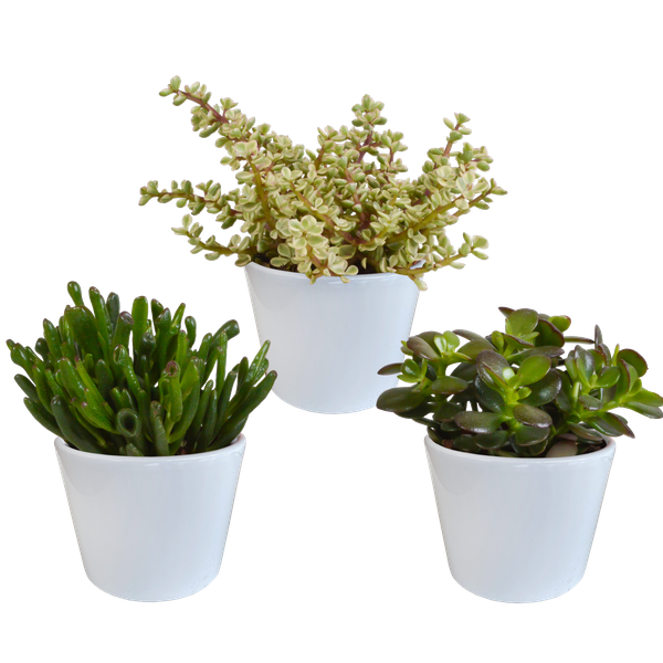 Crassula mix 10,5 cm - 3x - in witte pot