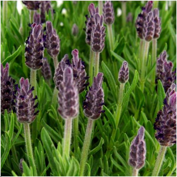 24 x Lavandula stoechas Anouk® - Ø12 cm - ↕25 cm