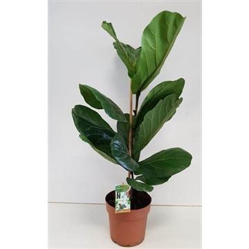 Ficus Lyrata - Ø21cm - ↕110cm