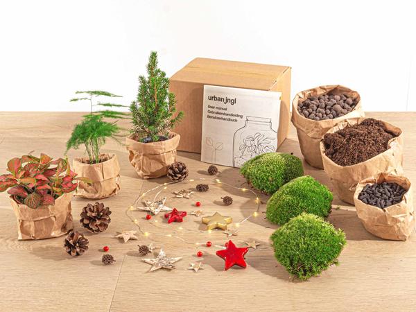 Planten terrarium pakket - Mini-kerstboom - 3 planten -  Navulling & Startpakket - DIY Christmas