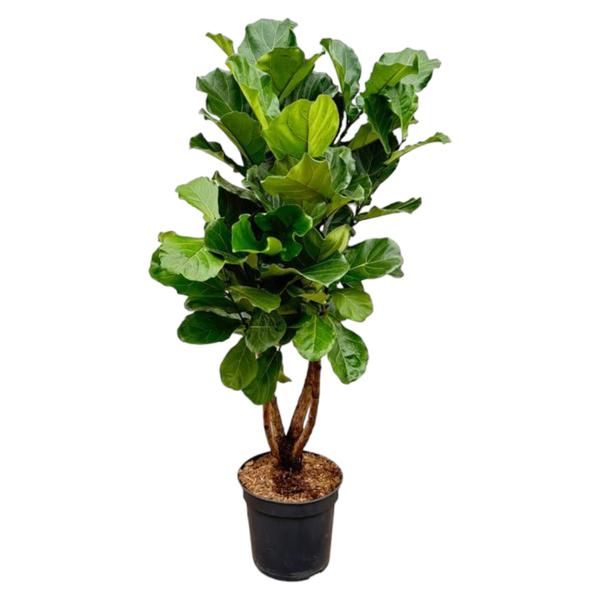 Ficus Lyrata vertakt XL - 190cm - ø32