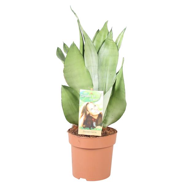 Sansevieria Moonshine - Hoogte 40-45** - Ø14cm - ↕40cm