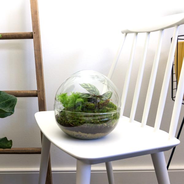 DIY terrarium - Dome - ↕ 20 cm - Rake + Shovel