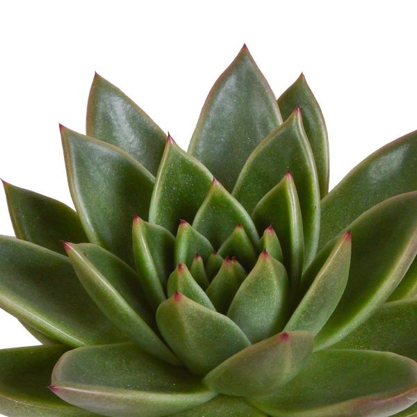 Echeveria mix 10.5 cm - 3x - in Mexicaanse pot