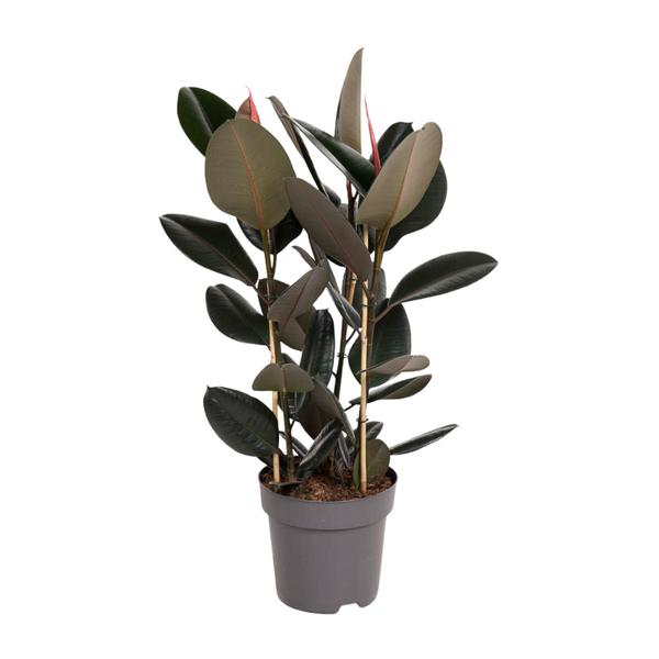 Ficus Elastica Abidjan - Ø27cm - ↕110cm