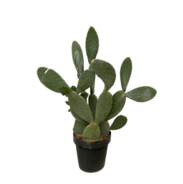 Opuntia Ficus Indica - 140 cm - Ø50cm