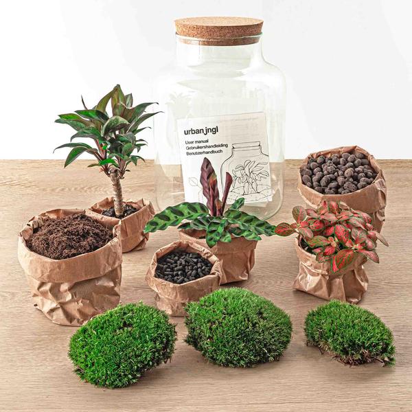 DIY terrarium - Milky Palm - ↕ 30 cm