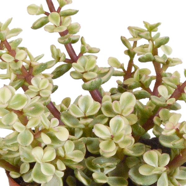 Crassula mix 8.5 cm - 3x - in witte pot