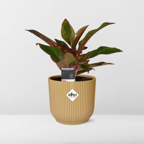 Aglaonema Crete in ELHO Vibes Fold 14cm geel