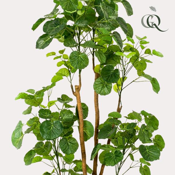 Kunstplant - Polyscias - Aralia - 160 cm