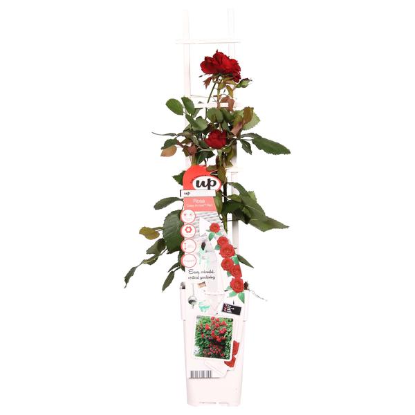 Rosa Crazy in love 'Red' - Rode Roos - Ø15cm - ↕65cm