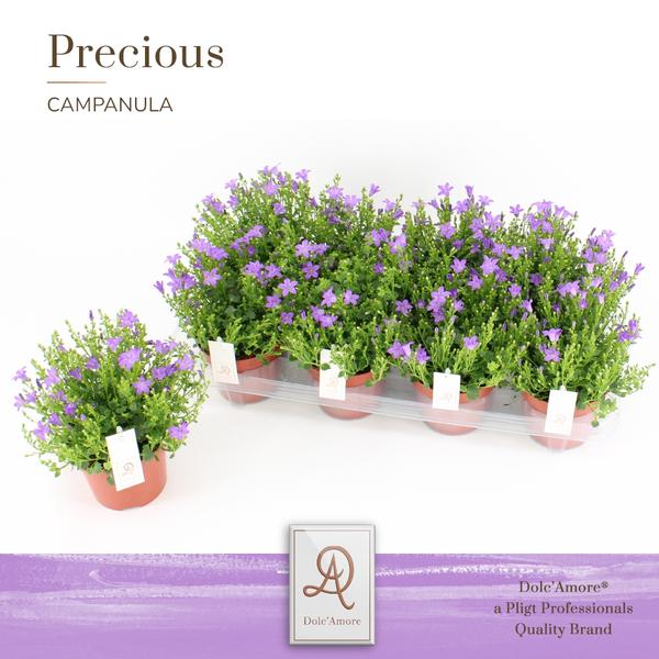 Campanula P12 - Ø12cm - ↕22cm