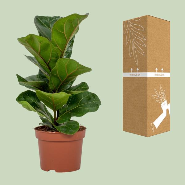 Ficus Lyrata - Ø12cm - ↕30cm