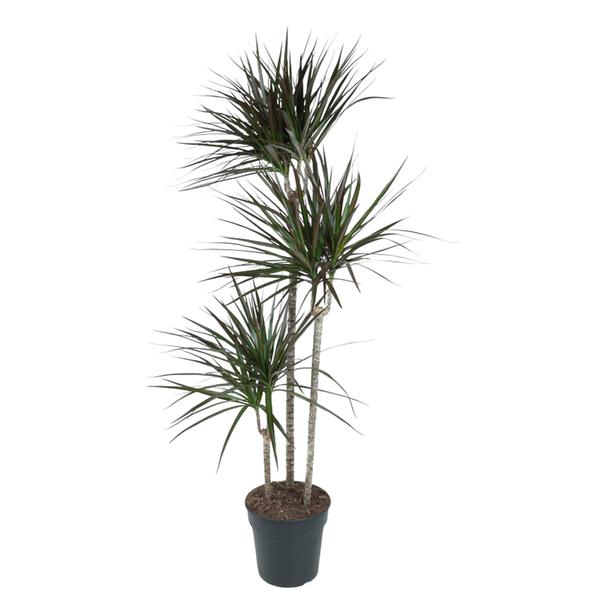 Dracaena Magenta - 150 cm - ø24