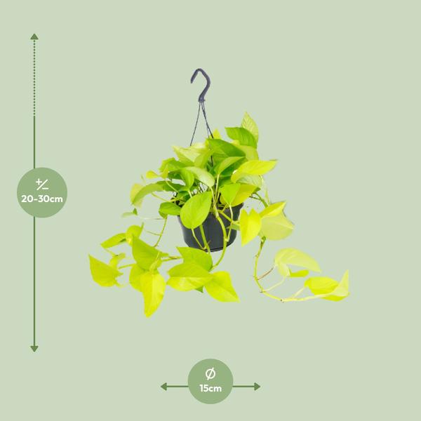 Epipremnum Golden Pothos - Scindapsus - Ø15 - ↕25cm