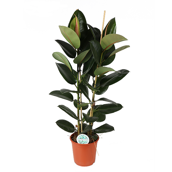 Ficus Elastica Robusta Ø24cm - ↕110cm