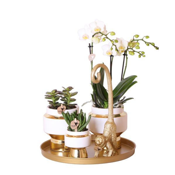 Kolibri Company | Gift set Luxury Living | Plantenset met witte Phalaenopsis Orchidee en Succulenten incl. keramieken sierpotten