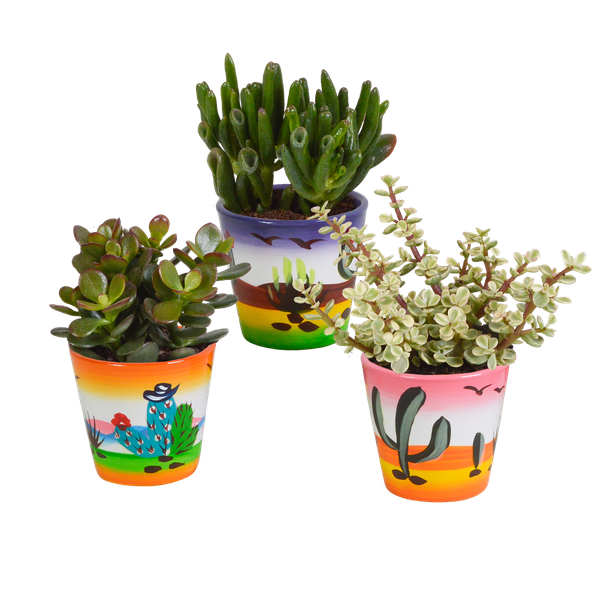 Crassula mix 8.5 cm - 3x - in Mexicaanse pot