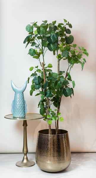 Kunstplant - Polyscias - Aralia - 160 cm