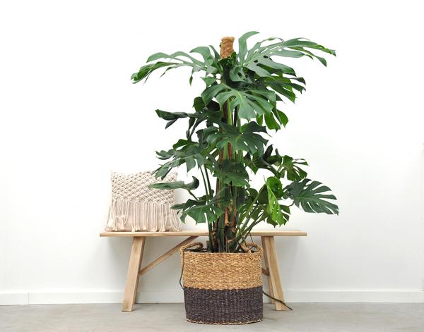 Monstera Deliciosa XXL - 150cm - ⌀27