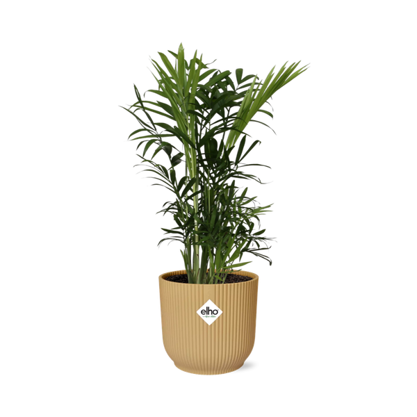 Chamaedorea Elegans in ELHO Vibes Fold 14cm geel