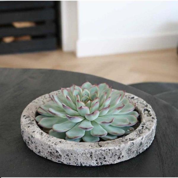 ROOTLESS Succulent Echeveria Lilacina in schaal 'Concrete' Ø20 cm - ↕5 cm