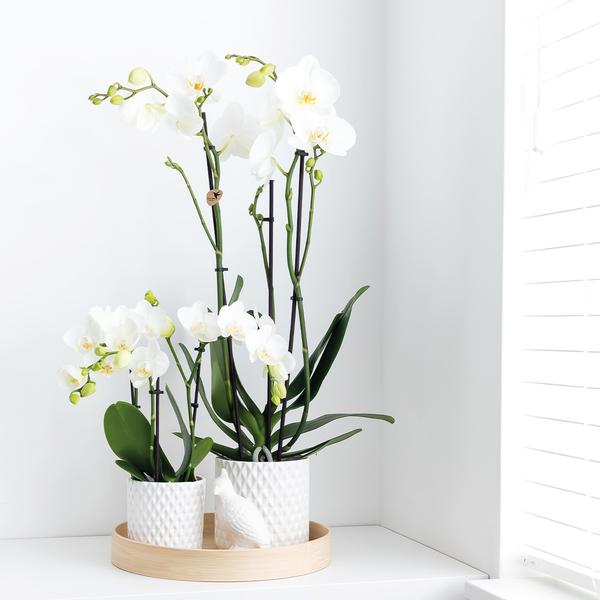 Kolibri Orchids | witte Phalaenopsis orchidee - Dame Blanche - potmaat Ø12cm | bloeiende kamerplant - vers van de kweker