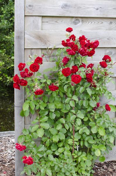 Rosa Crazy in love 'Red' - Rode Roos - Ø15cm - ↕65cm