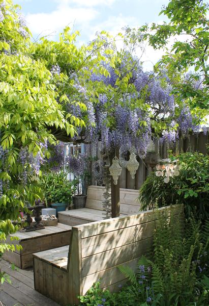 2x Wisteria sinensis 'Caroline' - ↨65cm - Ø15