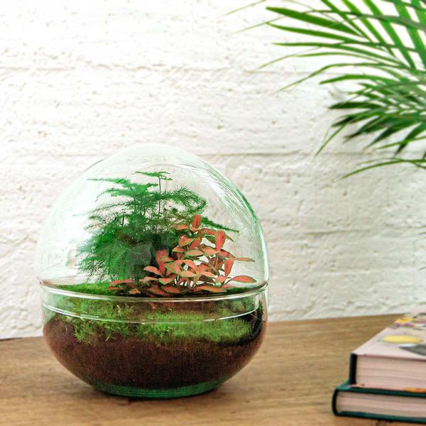 DIY terrarium - Dome Red - ↕ 20 cm - Rake + Shovel