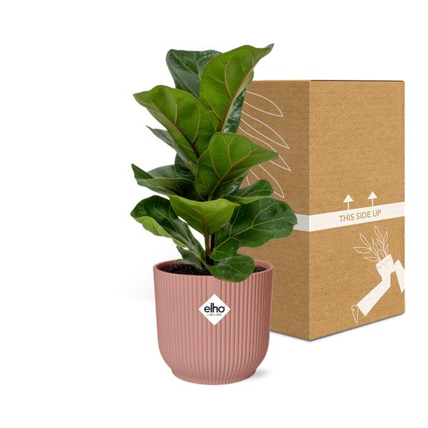 Ficus Lyrata ‘Bambino’ in ELHO Vibes Fold 14cm roze