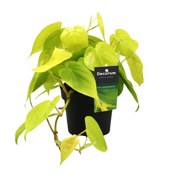 Philodendron Lime - Ø12cm - ↕20cm