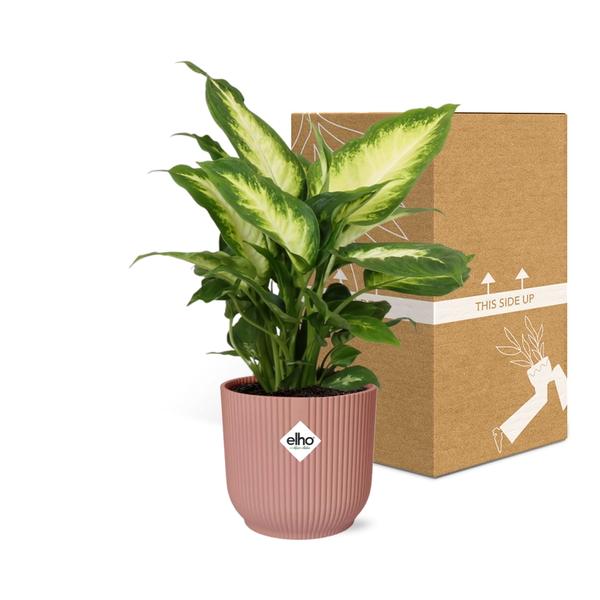 Dieffenbachia ‘Camilla’ in ELHO Vibes Fold 14cm roze