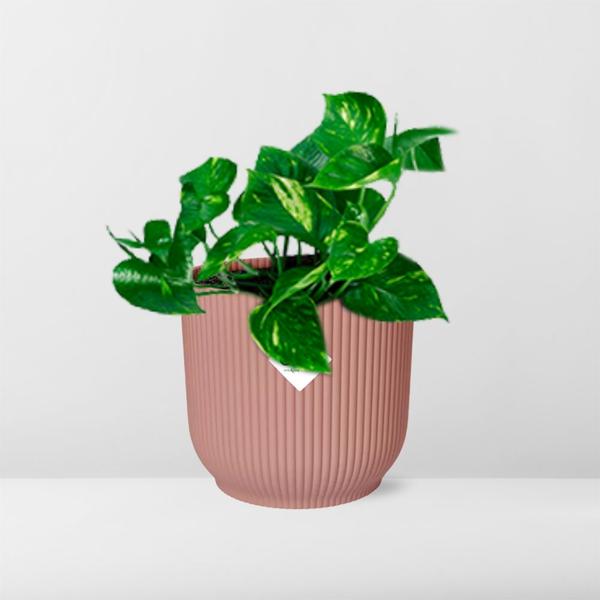 Epipremnum Pinnatum ‘Aureum’ in ELHO Vibes Fold 14cm roze