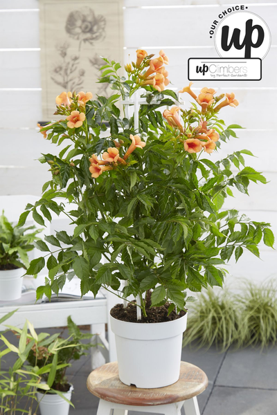 Campsis Indian Summer - Trompetbloem Oranje - Ø15cm - ↕65cm - Ø15 - ↨65cm