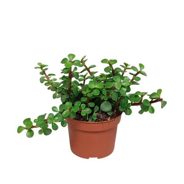 Portulacaria afra - zonder pot