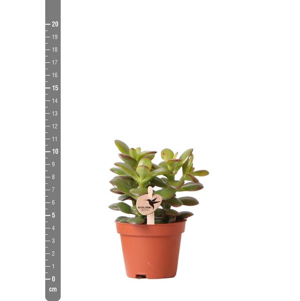 Kolibri Greens | Groene plant - Succulent Crassula Minor - potmaat Ø6cm - groene kamerplant - vers van de kweker