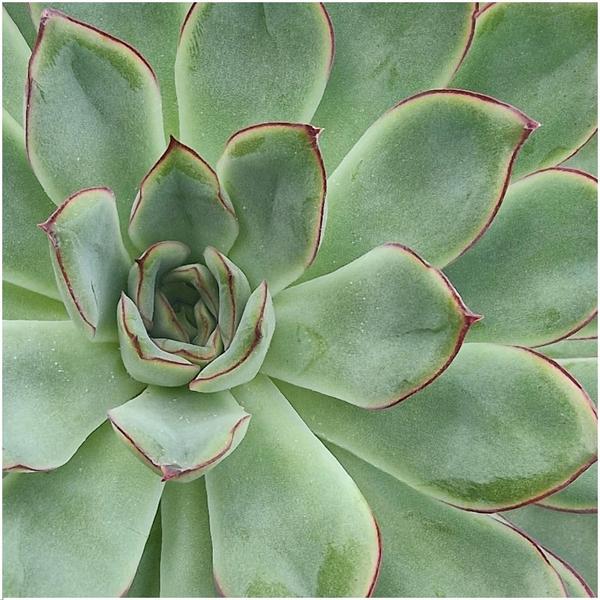 ROOTLESS Succulent Echeveria Pulidonis in schaal 'roze' Ø20 cm - ↕5 cm